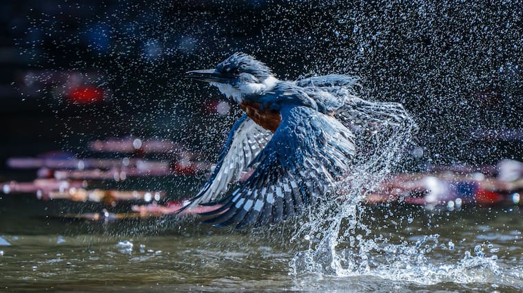 Fotografía de Felipe Toledo Alarcón, quien obtuvo el Gran Premio en los Premios de Fotografía Audubon 2025 | Cedida