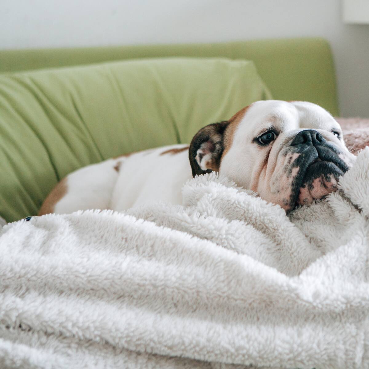 Ojo doglovers: estudio revela señales sutiles de dolor físico en los perros que sus dueños suelen ignorar