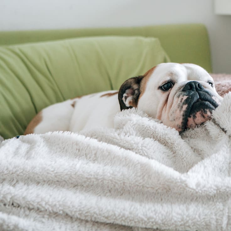 Ojo doglovers: estudio revela señales sutiles de dolor físico en los perros que sus dueños suelen ignorar