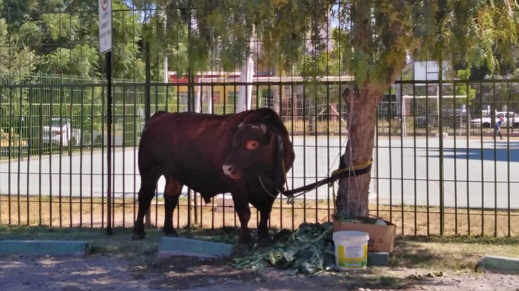 La aventura del toro Toing en la ciudad