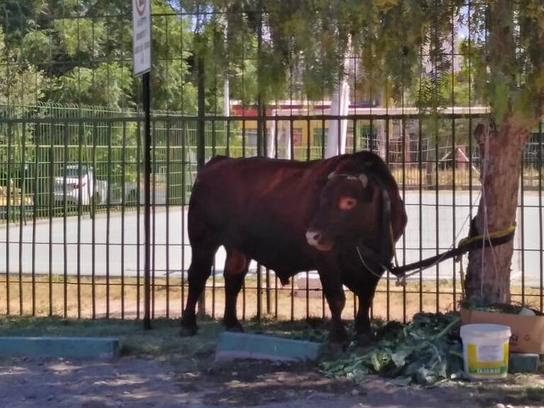 La aventura del toro Toing en la ciudad