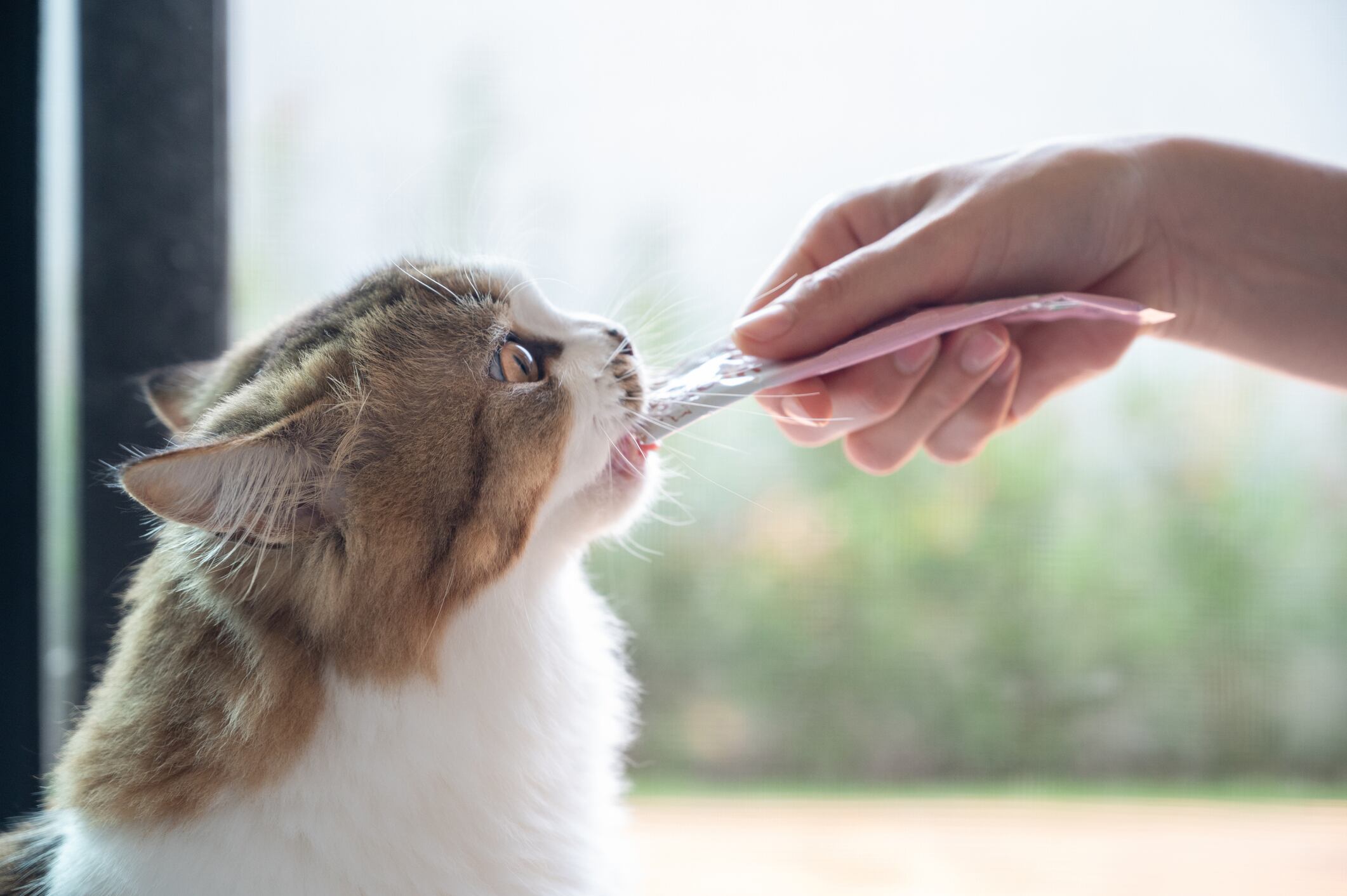 Churu para gatos | Getty Images