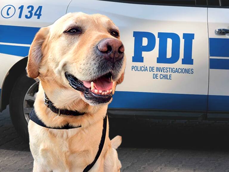 “Leon”, “Marley”, “Honey” y “Athos” entre otros: conoce la nueva camada de detectives caninos de la PDI y el Ejército