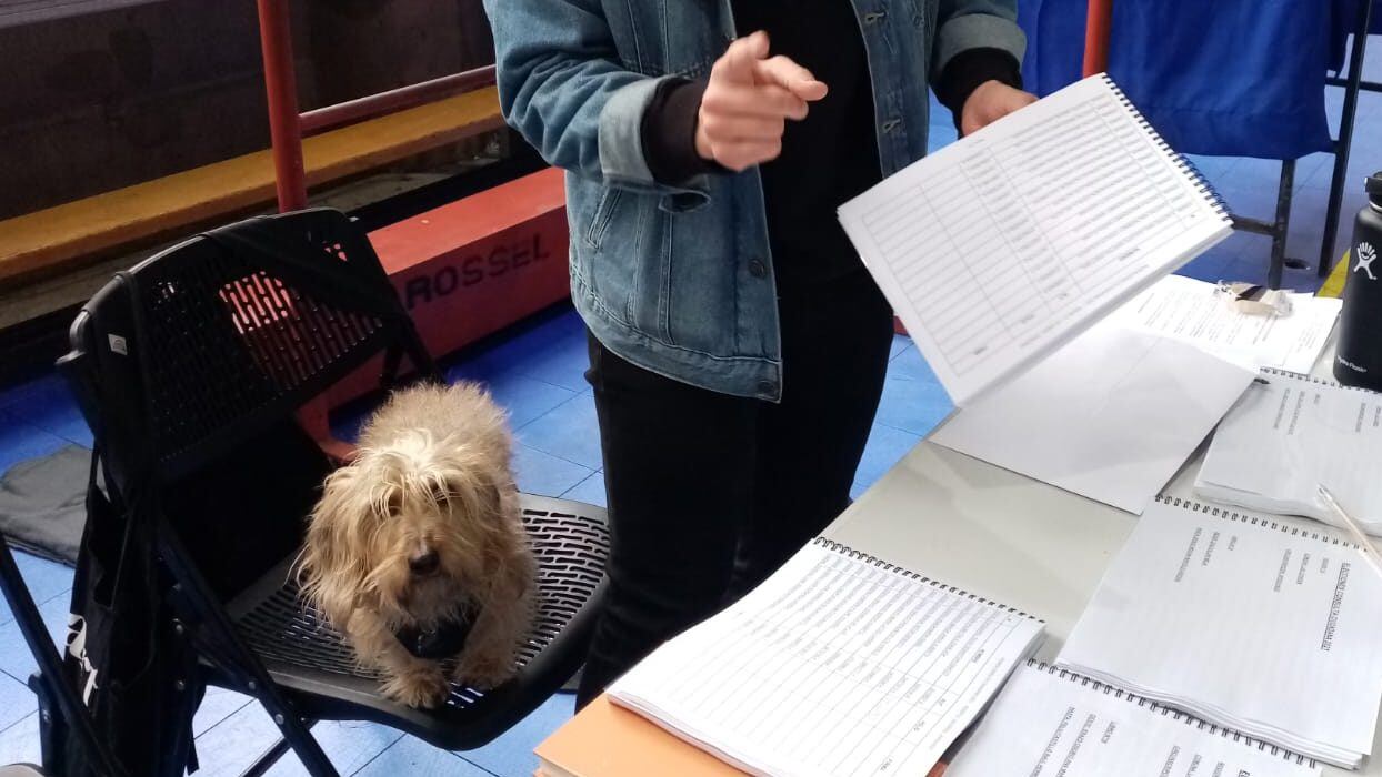 Frank el perro también fue vocal de mesa en esta consulta ciudadana
