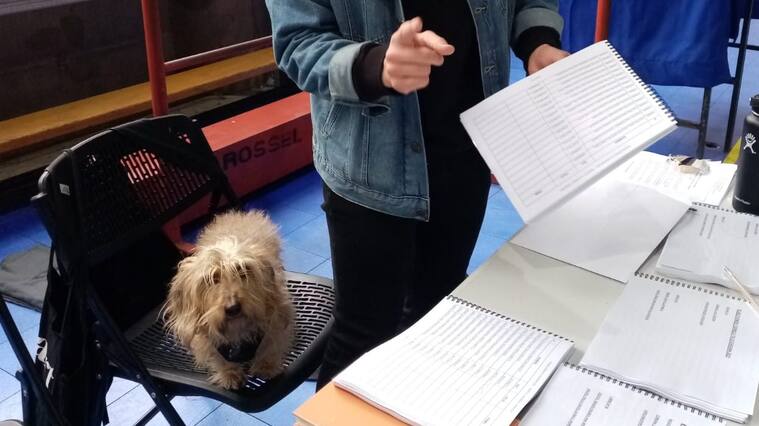 Frank el perro también fue vocal de mesa en esta consulta ciudadana
