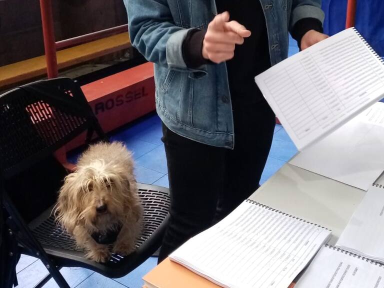 Frank el perro también fue vocal de mesa en esta consulta ciudadana