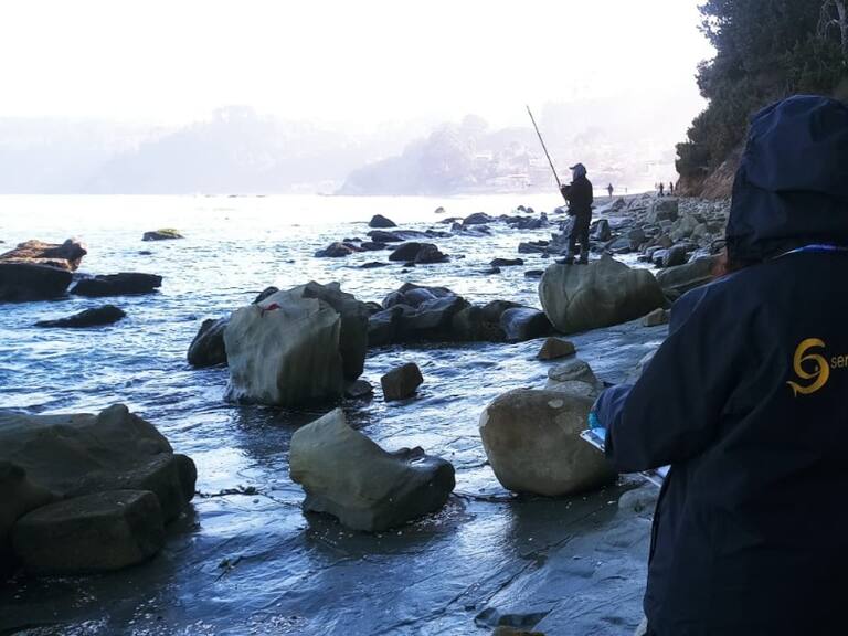 Autoridades confirman varazón de sardinas en la Región de Los Lagos