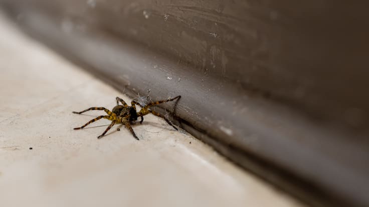 Repelente natural contra arañas: así puedes prepararlo en casa y mantener los insectos lejos todo el verano