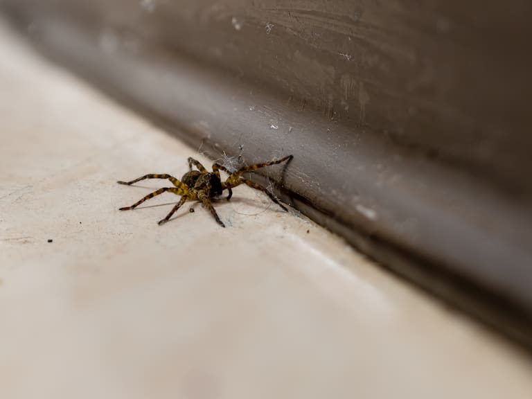 Repelente natural contra arañas: así puedes prepararlo en casa y mantener los insectos lejos todo el verano