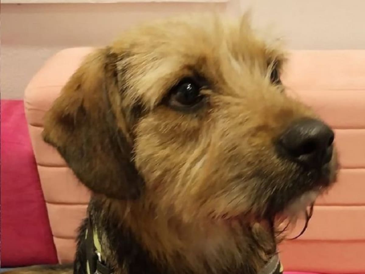 Bigote se prepara para la final de “Gran Hermano”: ¿Con quién se queda por mientras el querido perrito?