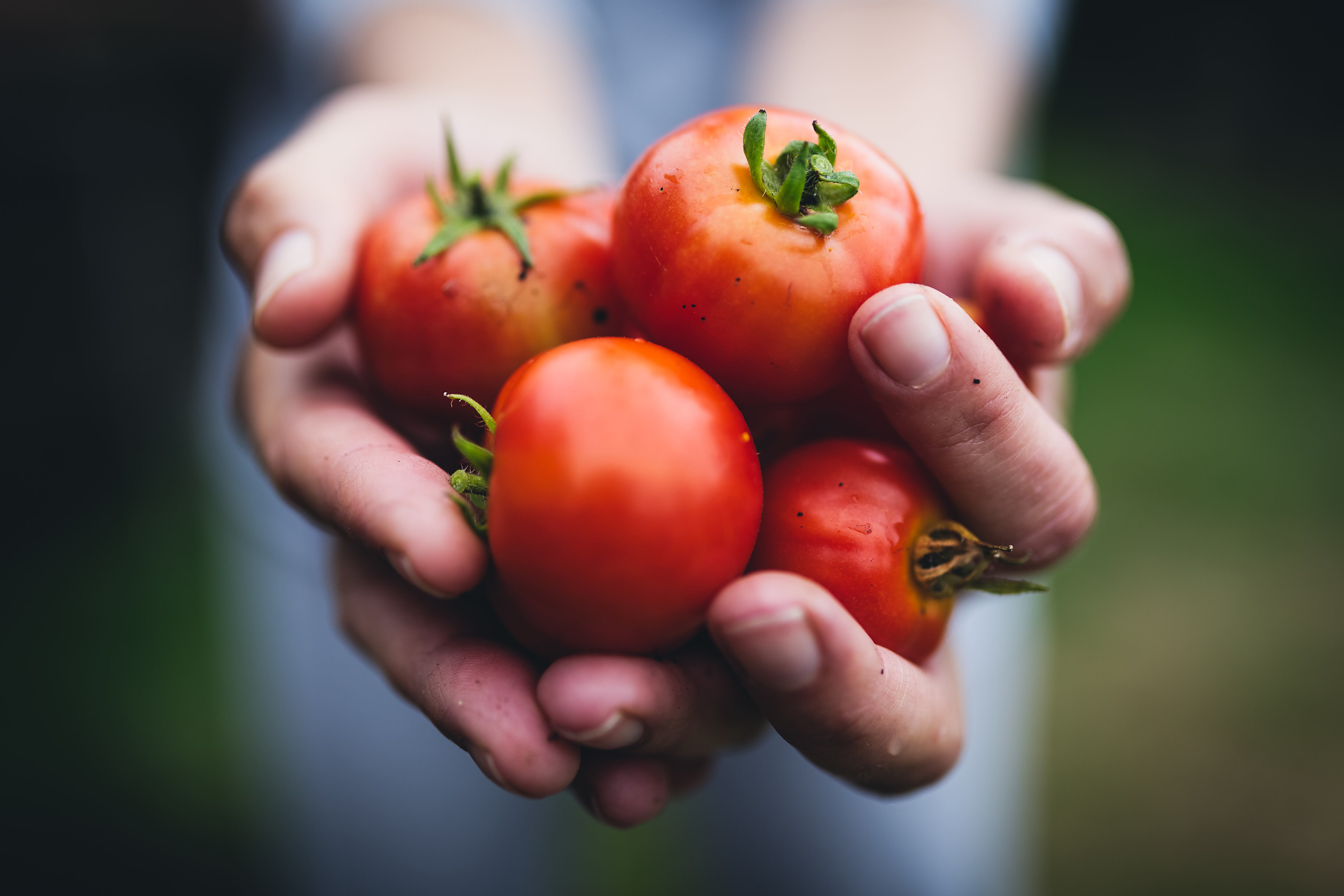 Tomates