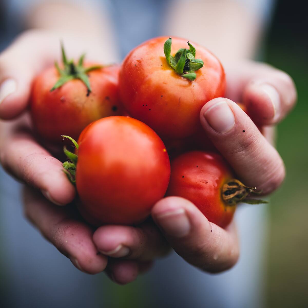 Tomates más nutritivos: científicos chilenos logran potenciar potente antioxidante sin afectar la planta