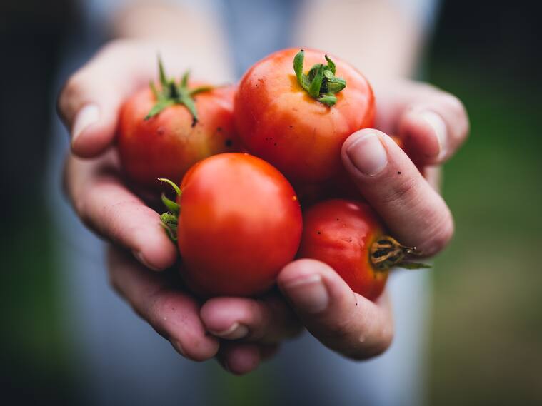 Tomates