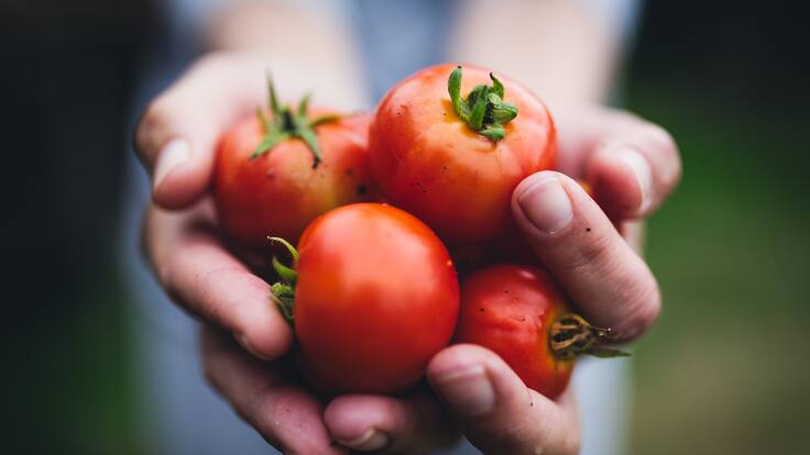 Tomates más nutritivos: científicos chilenos logran potenciar potente antioxidante sin afectar la planta