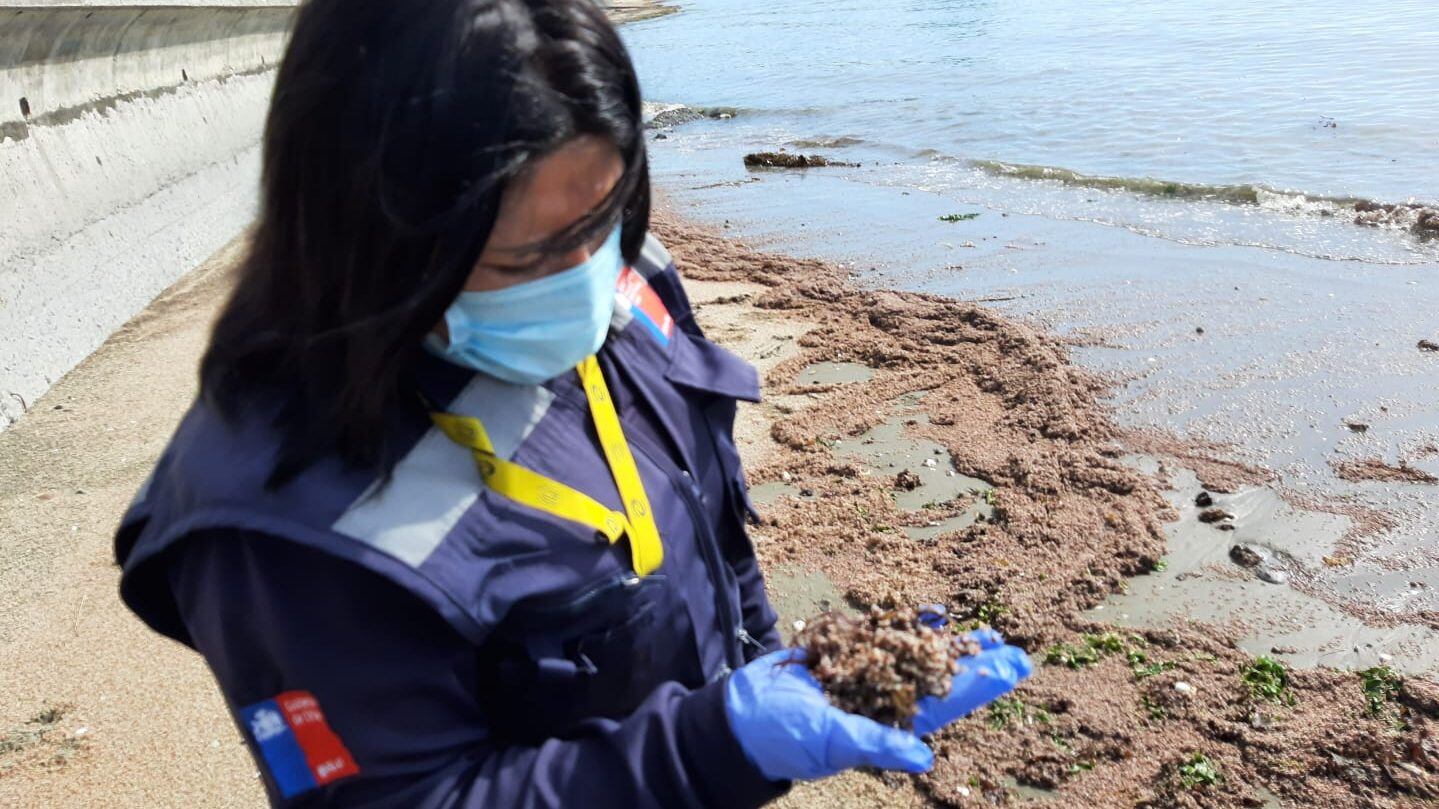 Varazón de crustáceos en Penco