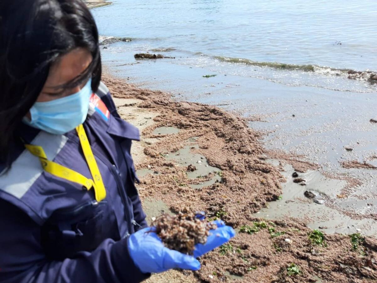 Más de una tonelada de crustáceos vararon en Penco, Región del Biobío