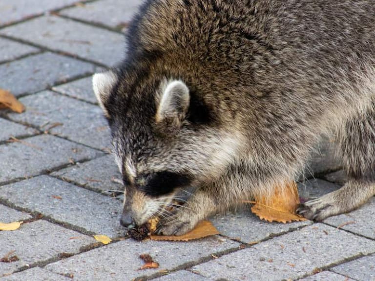«Llegó de polizón»: SAG captura a mapache que fue visto en Iquique