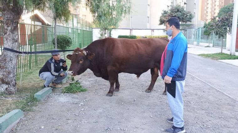 Toro terminó atado a un árbol en Estación Central