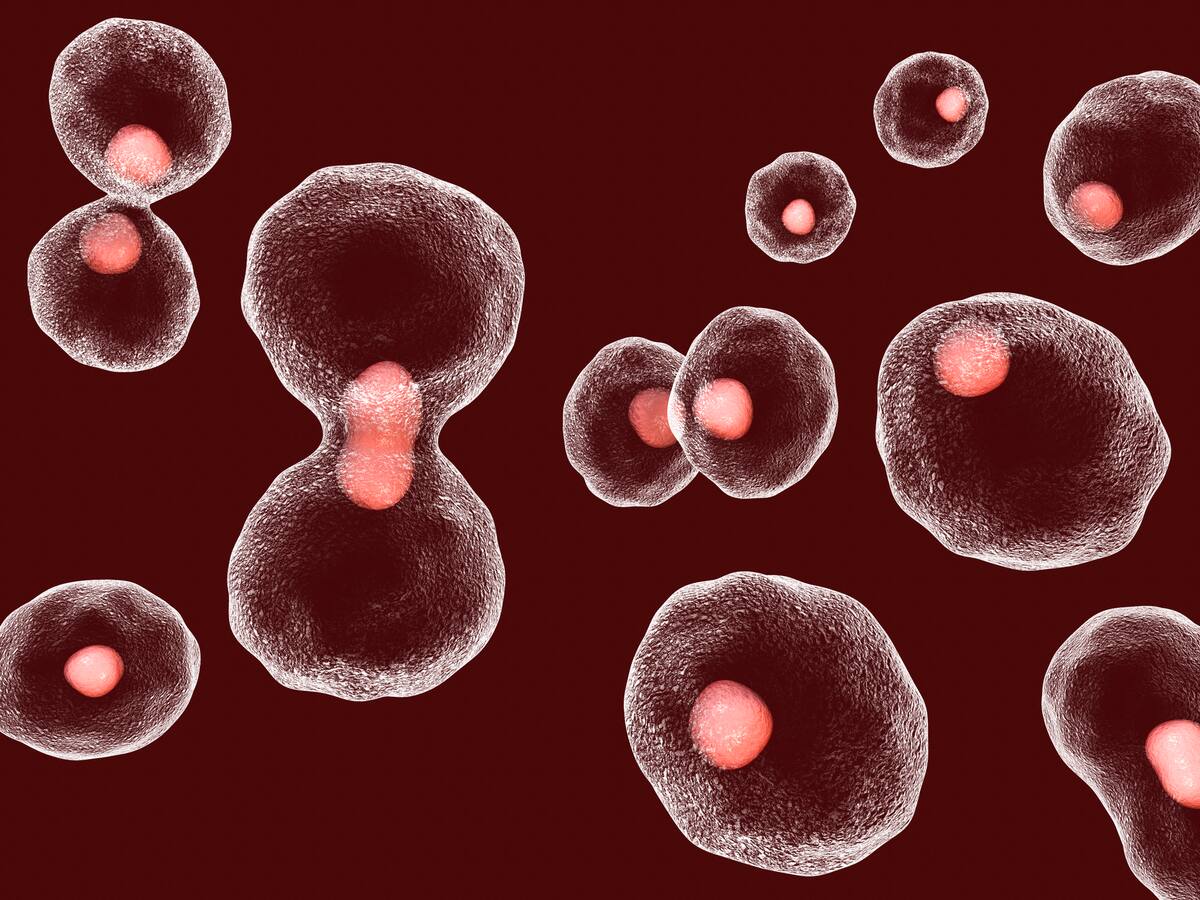 Este suplemento antioxidante “rejuvenece” las células inmunitarias envejecidas en solo cuatro semanas