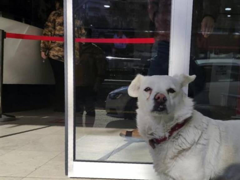 Boncuk y Semal: La historia de la perrita que esperó a su dueño fuera del hospital durante siete días