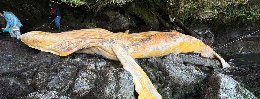 Sernapesca