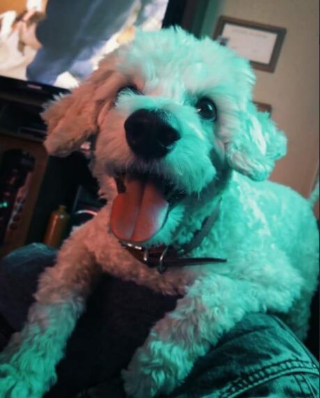 Toy.