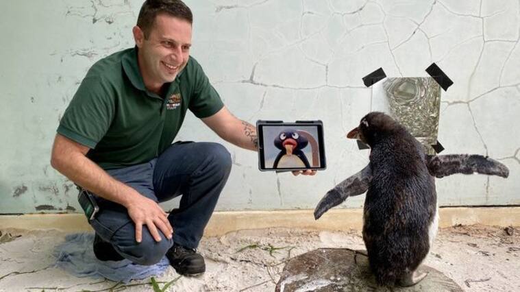Pingüino se recupera gracias a un ipad