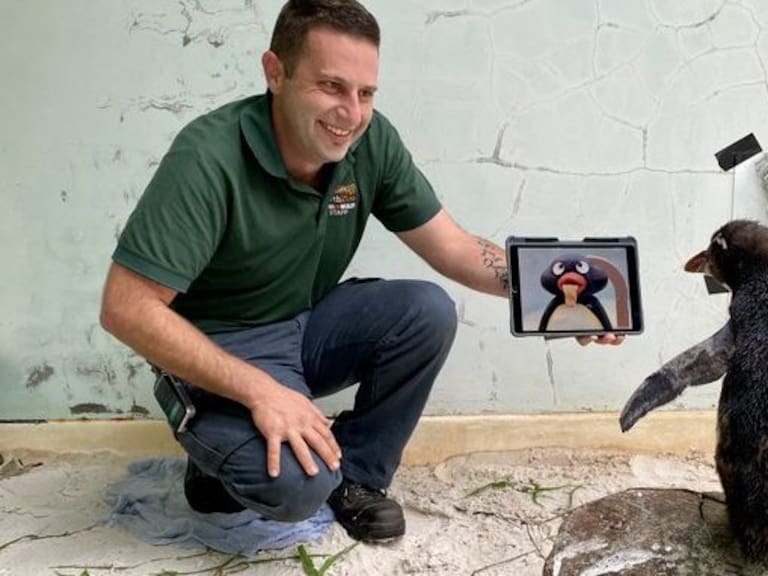 Pingüino se recupera viendo videos en un Ipad