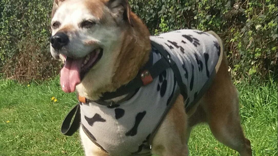 Don Luis Apolo tiene clínica veterinaria con su nombre en Osorno