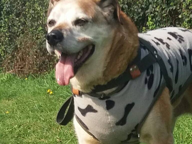 Don Luis Apolo tiene clínica veterinaria con su nombre en Osorno