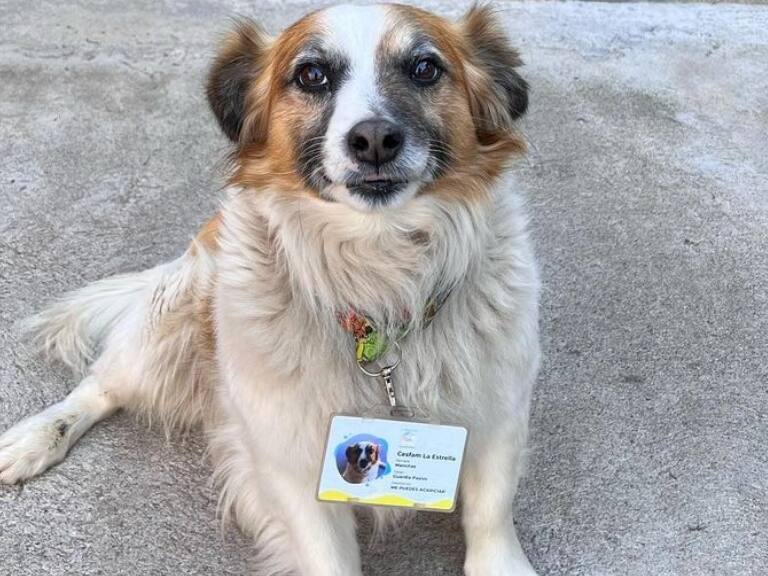 «Denle un bono por favor»: «Manchas» el perrito guardia de Cesfam que la rompe en redes sociales
