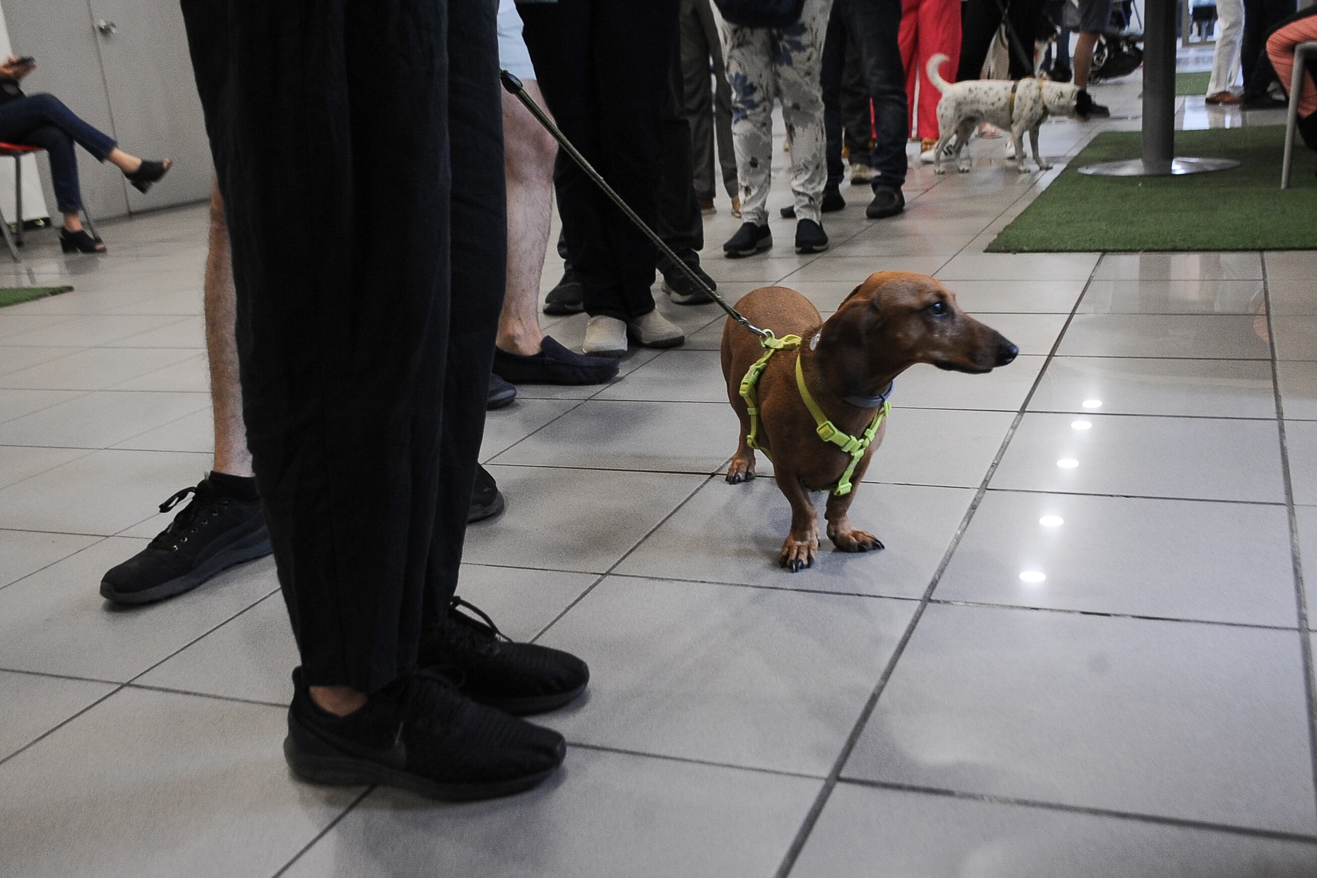 16 DE NOVIEMBRE DEL 2025 / SANTIAGO Votantes llegan con sus mascotas al Duoc UC de Antonio Varas, en la comuna de Providencia, para participar en las elecciones presidenciales y parlamentarias de 2025.FOTO: VICTOR HUENANTE  / AGENCIAUNO