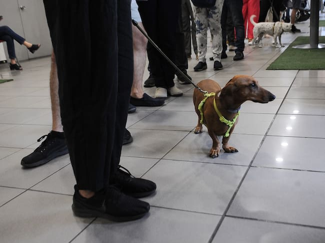 16 DE NOVIEMBRE DEL 2025 / SANTIAGO
Votantes llegan con sus mascotas al Duoc UC de Antonio Varas, en la comuna de Providencia, para participar en las elecciones presidenciales y parlamentarias de 2025.
FOTO: VICTOR HUENANTE / AGENCIAUNO