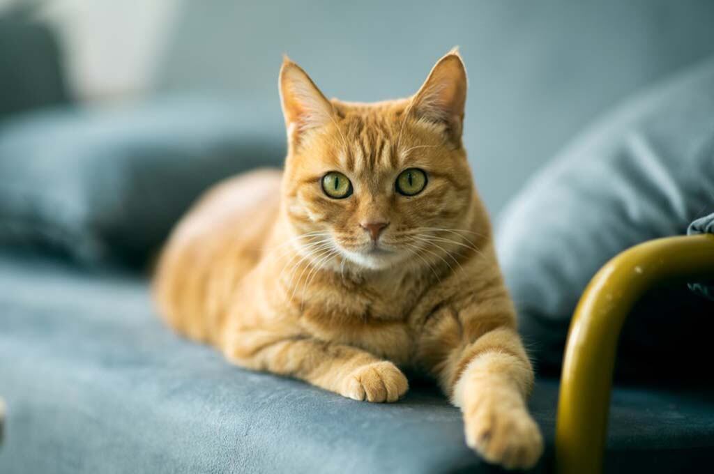 Gato