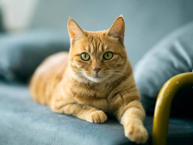 Gato