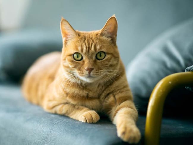 Estudio vincula el tener gatos con el riesgo de padecer esquizofrenia