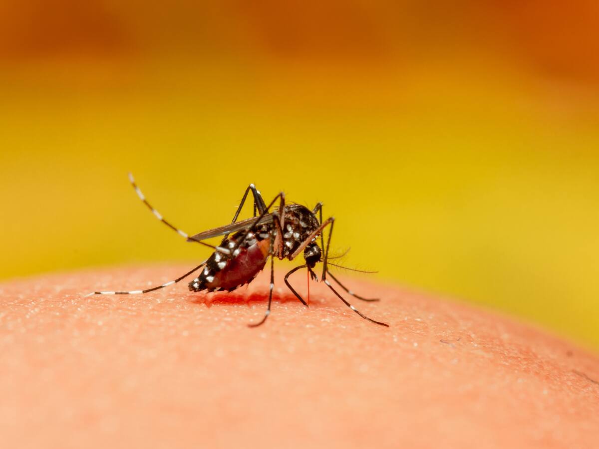 Dengue en Chile: cuántos casos hay, cómo se transmite y qué se sabe de la vacuna