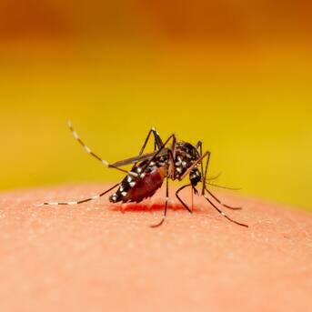 Dengue en Chile: cuántos casos hay, cómo se transmite y qué se sabe de la vacuna