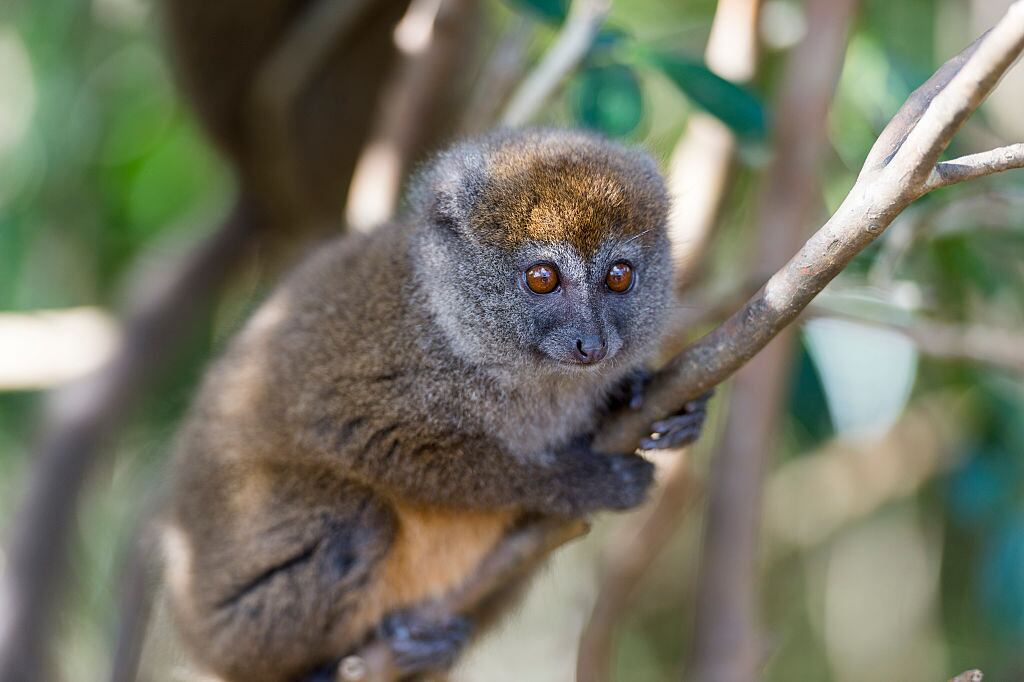 Lemur cariancho