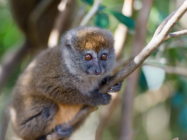 Lemur cariancho