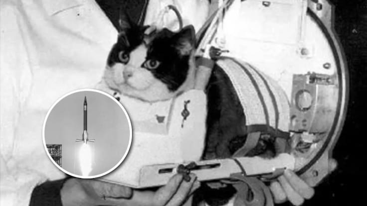 De las calles parisinas al espacio: la historia de Félicette, la gata que fue enviada a la órbita y regresó con vida