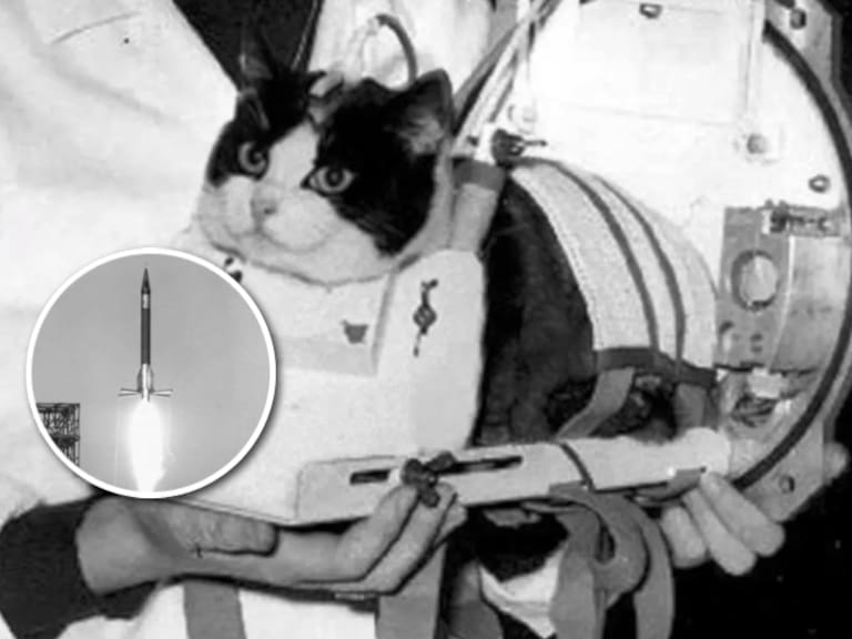 De las calles parisinas al espacio: la historia de Félicette, la gata que fue enviada a la órbita y regresó con vida