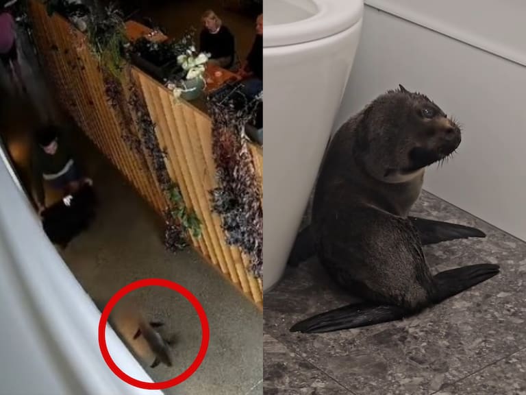 Ternura total: foca bebé entra a un pub y desata furor en redes sociales