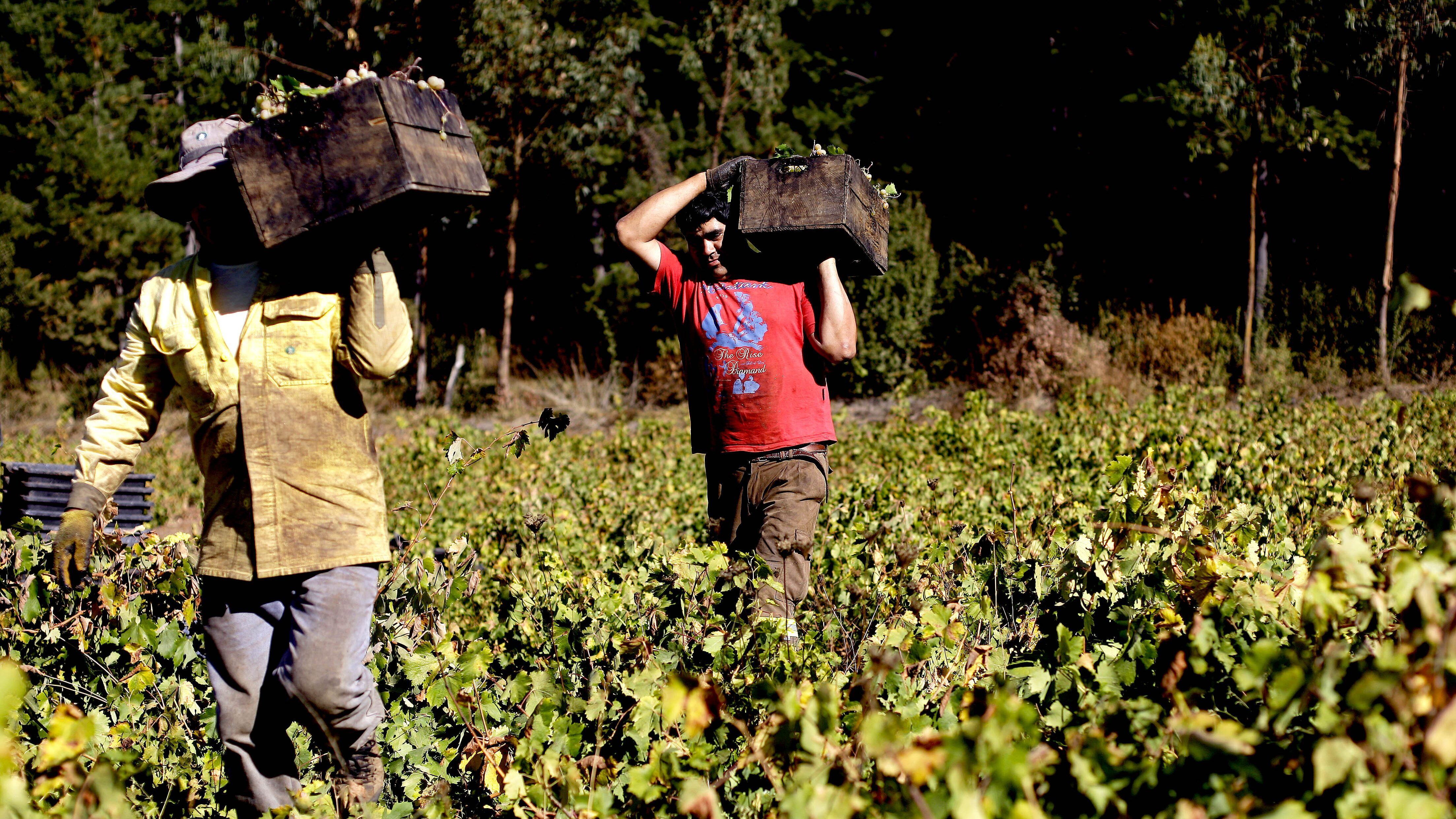 Trabajadores del sector agrícola