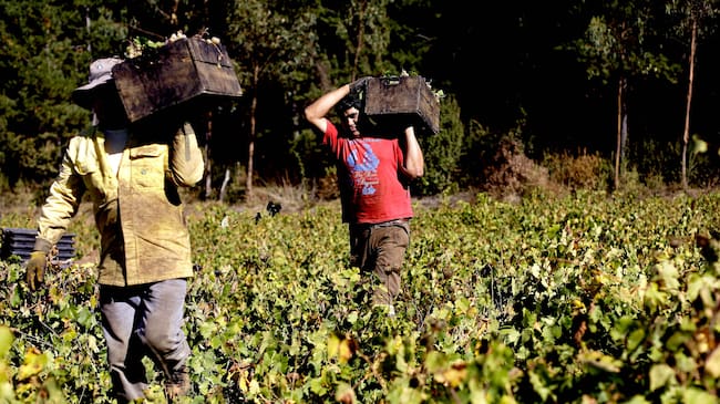 Trabajadores del sector agrícola