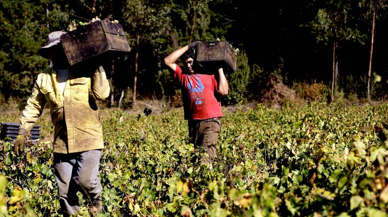 Trabajadores del sector agrícola