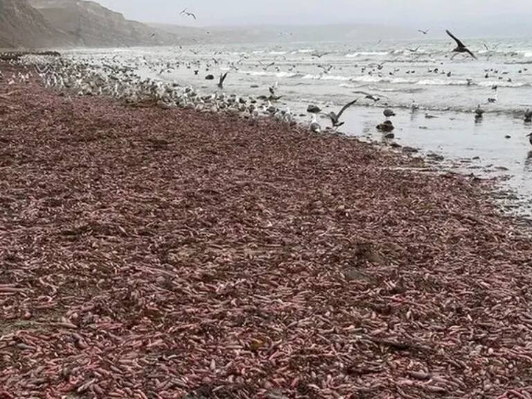 Sorpresivo fenómeno: «peces pene» invaden una playa de la Patagonia Argentina