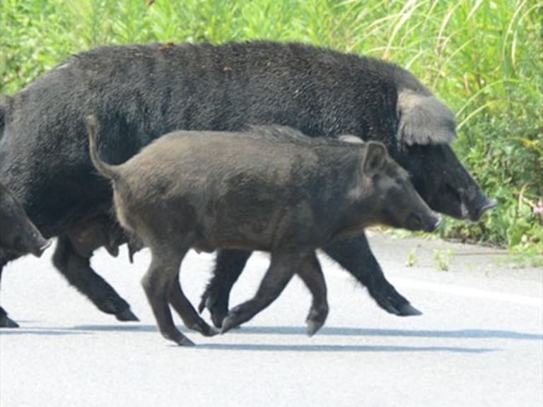 Los jabalíes radioactivos se tomaron el norte de Japón