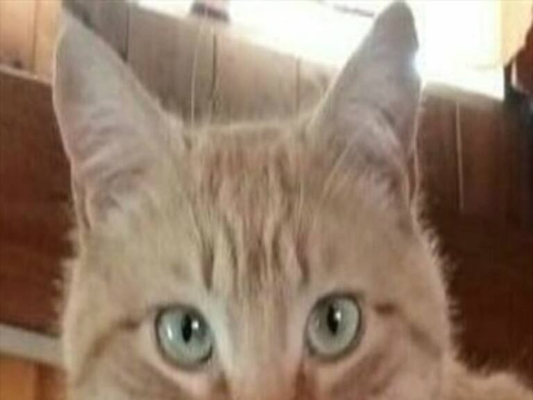 Usuario denunció en redes sociales la violenta tortura y asesinato de su gato