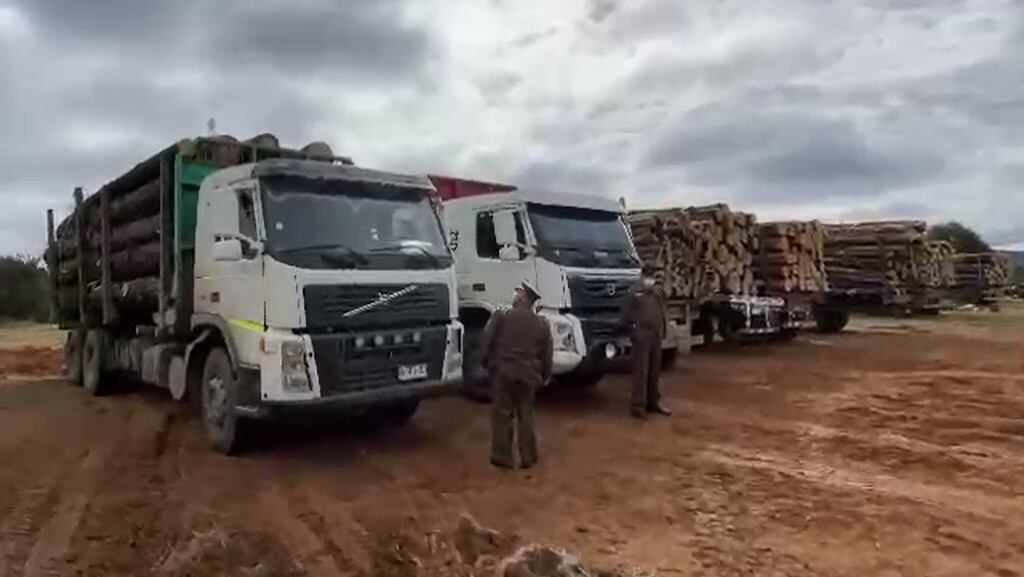 Robo de madera, provincia de arauco, madera, 1024x576 jpg ok